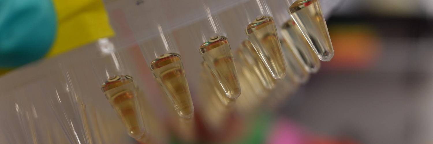 Small vials containing a pale yellow liquid.