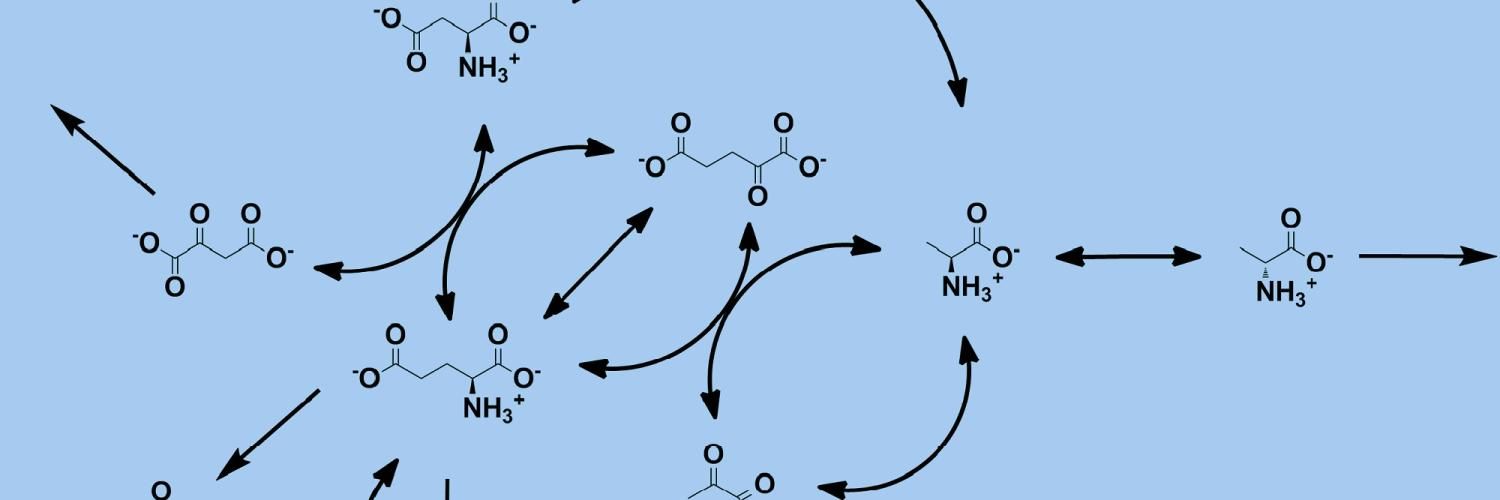 Diagram of metabolic reactions