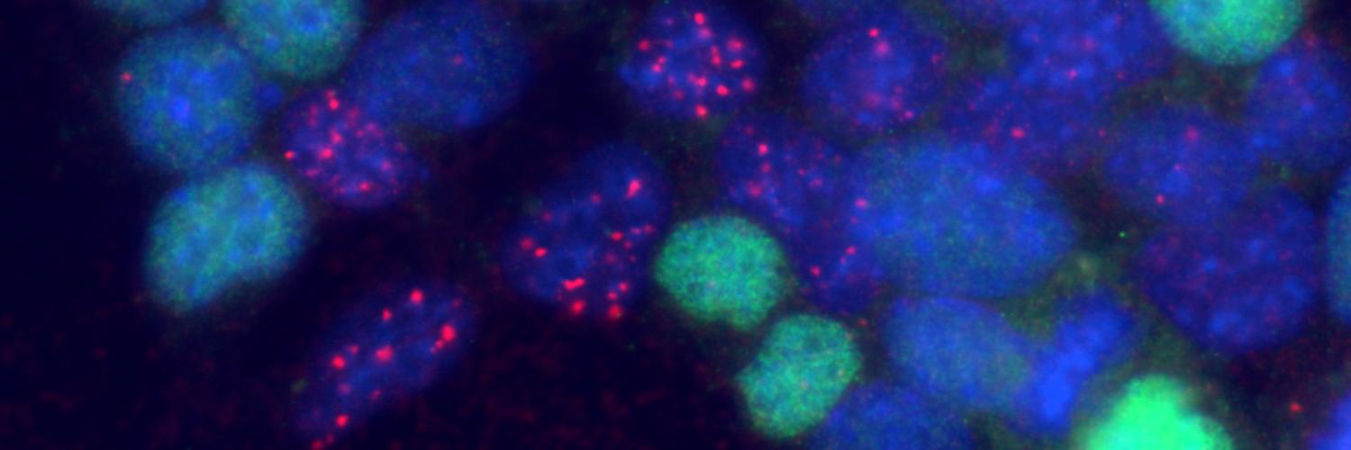 DNA damage in mouse embryonic stem cells.