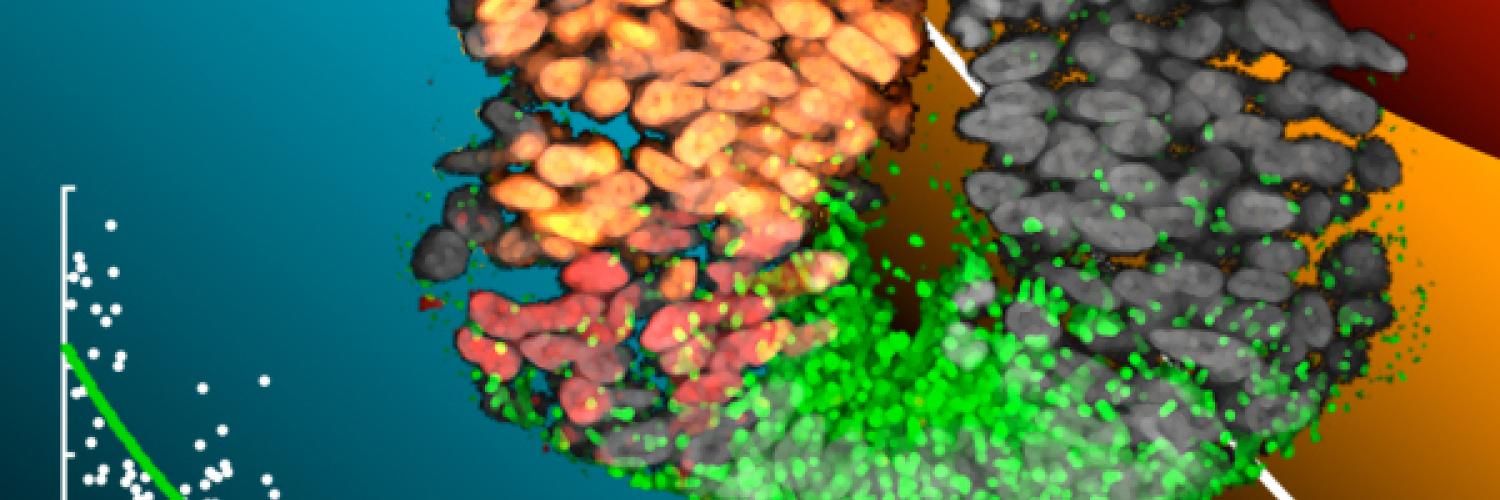 Collage of data and images examining the genes and mechanisms involved in spinal cord cell development. 