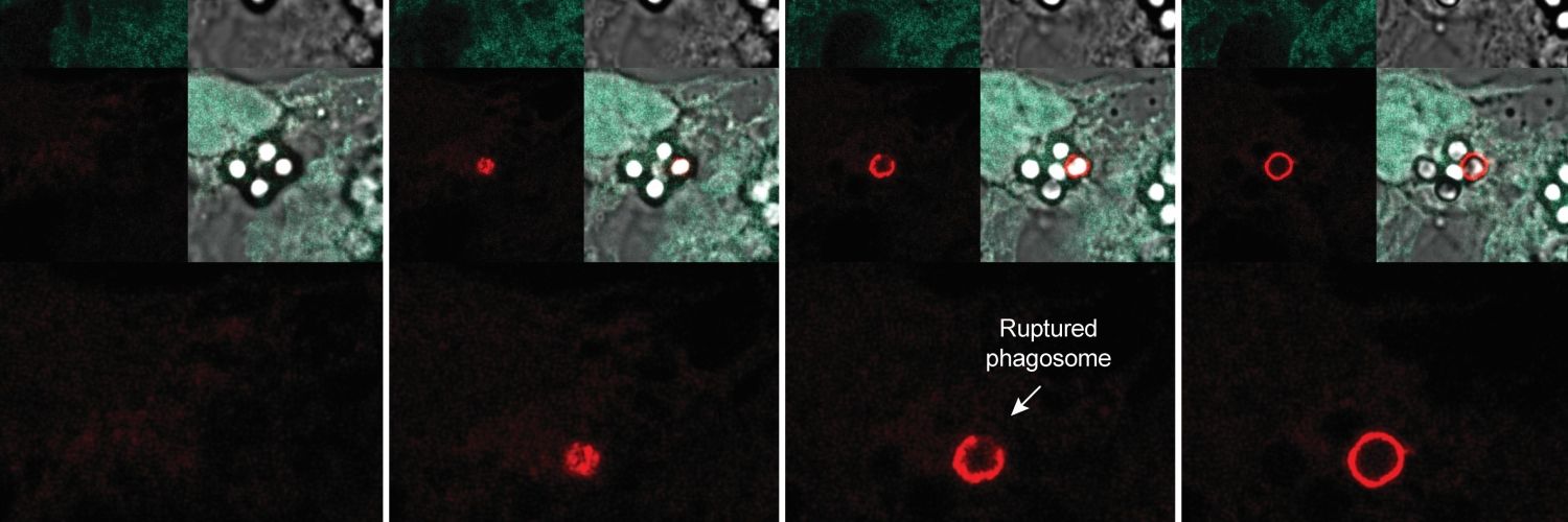 Dendritic cells and phagosomes 