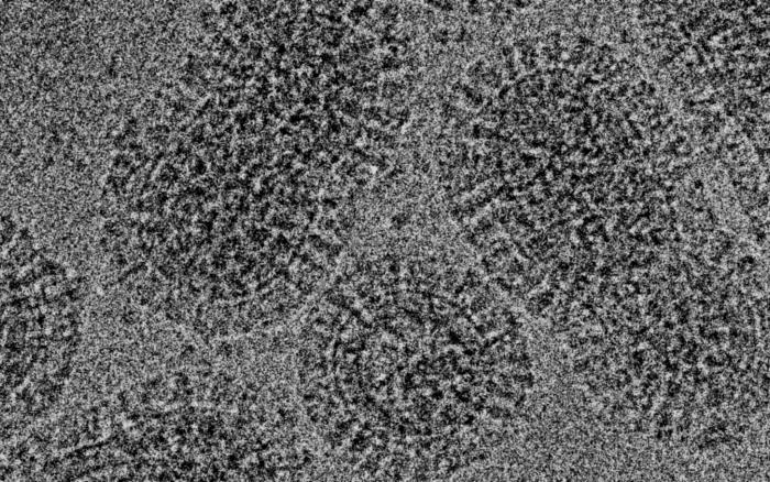 Microscopic image of the flu virus. Image credit: Peter Rosenthal