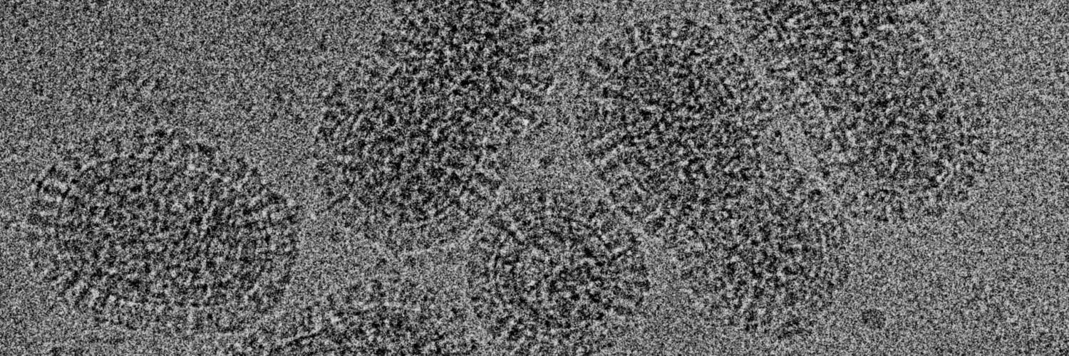 Microscopic image of the flu virus. Image credit: Peter Rosenthal