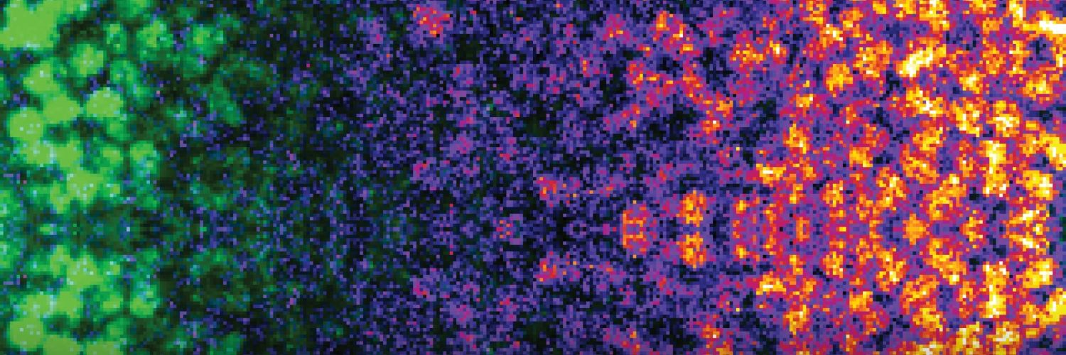 firebrat and fruit fly