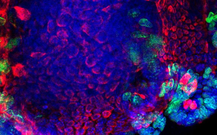 Intestinal stem cell culture 