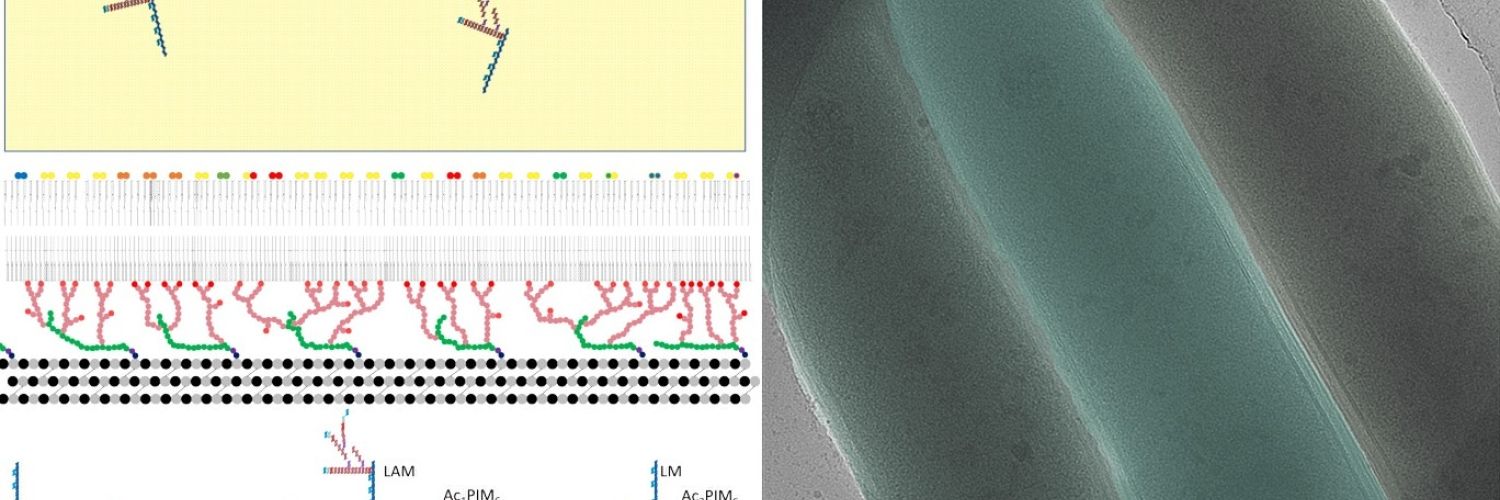 Lipid envelopes on TB bacteria 