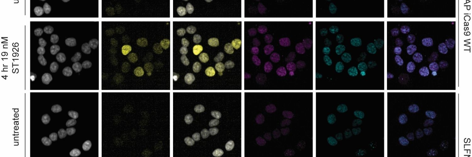 Cell death programmes