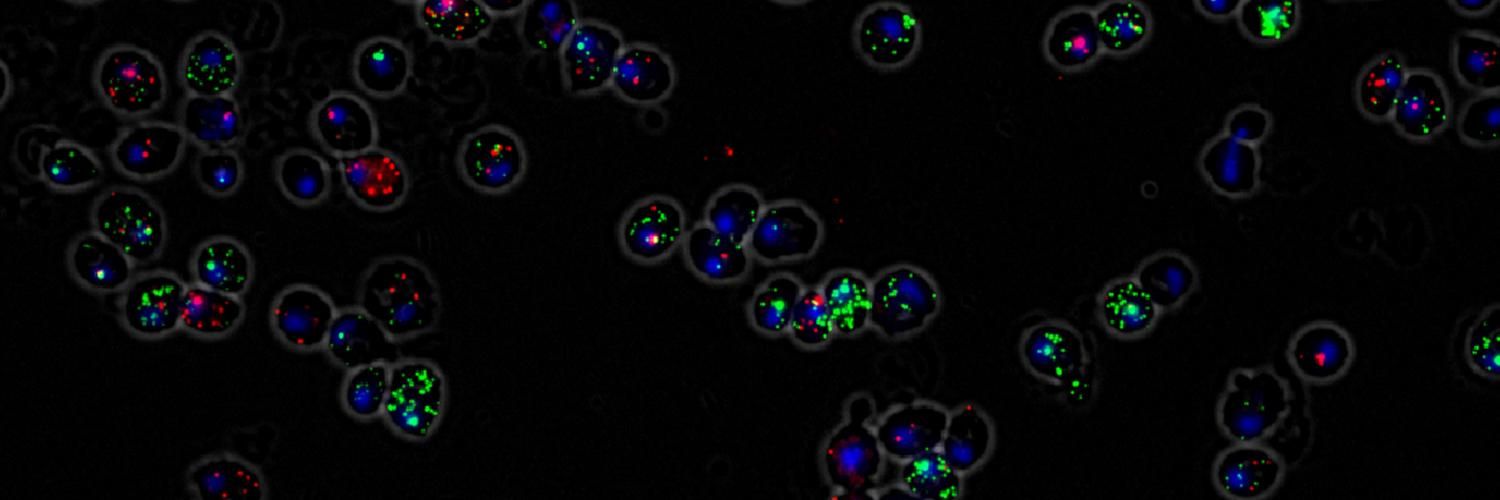 We are very interested in molecules called RNAs, which are produced when particular sections of DNA are ‘read’ and are thought to be involved in controlling gene activity and differentiation.