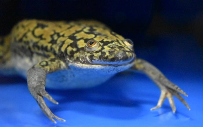 A frog in the Crick's animal research facility.