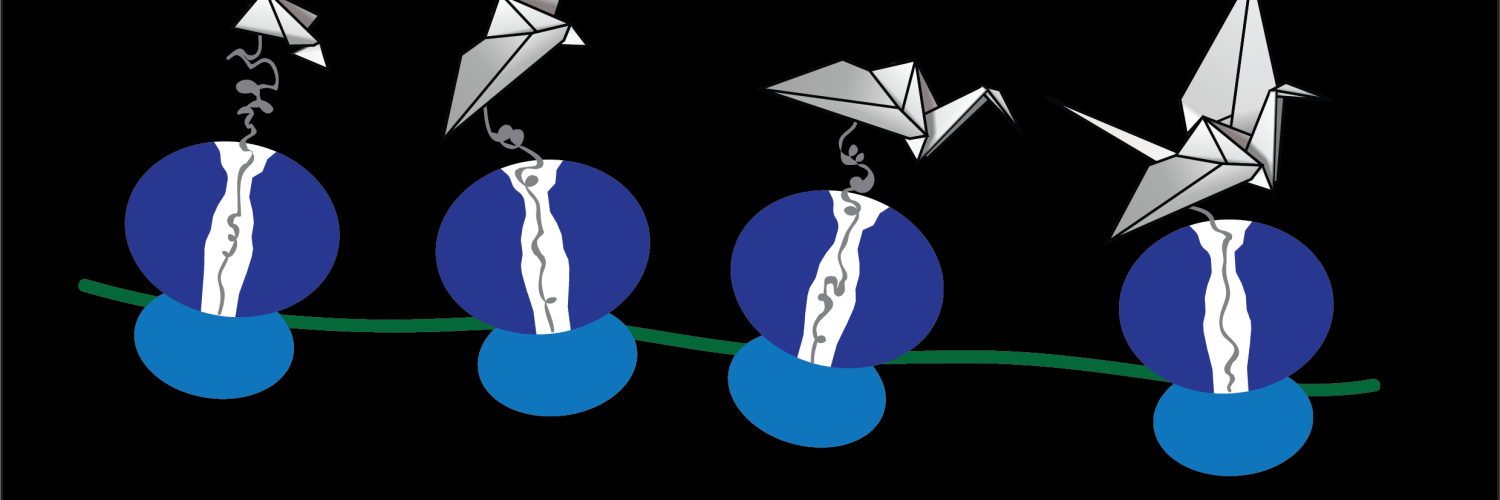A cartoon of protein folding during translation at the ribosome.