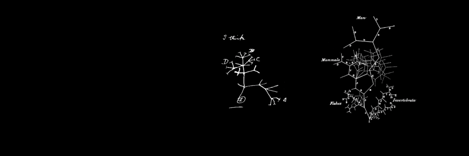 Diagram showing evolutionary branches.
