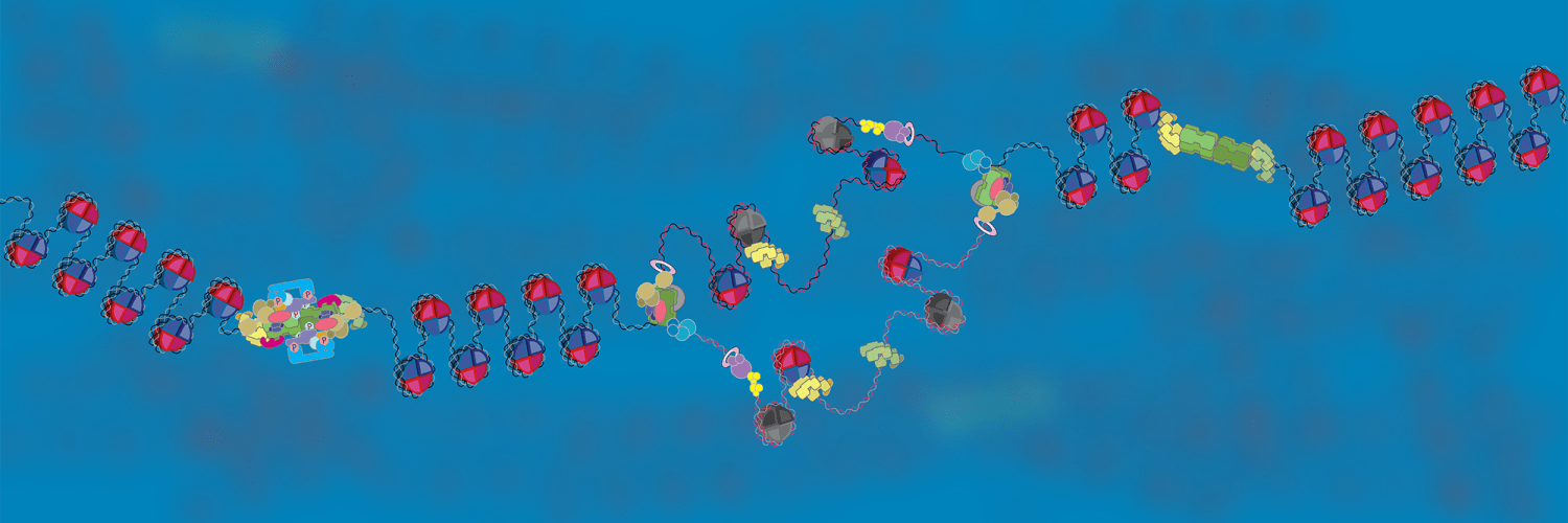 A cartoon of a section of chromatin in the nucleus with replication origins in three different states.