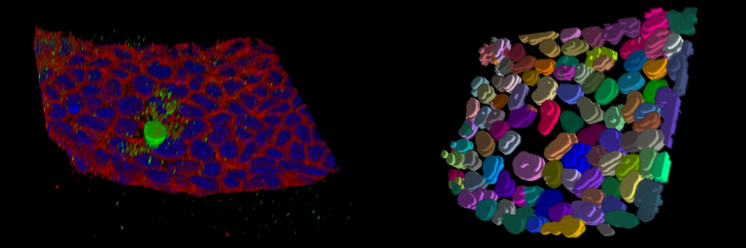 Images produced by the light microscopy team at The Crick. 