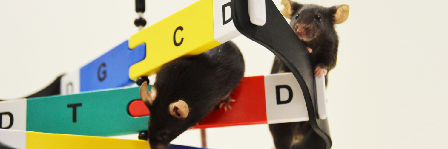 Genetically modified mice.